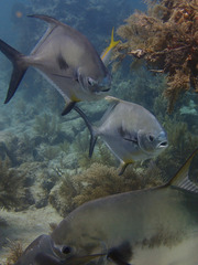 Trachinotus falcatus
