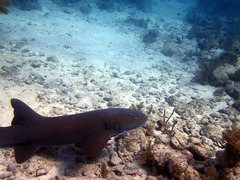 Ginglymostoma cirratum
