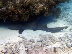 Ginglymostoma cirratum