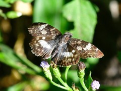 Chiomara georgina