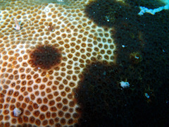 Stephanocoenia intersepta