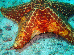 Oreaster reticulatus
