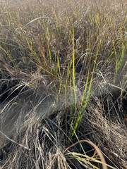 Sporobolus alterniflorus