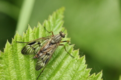 Rhagio