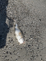 Sciaenops ocellatus