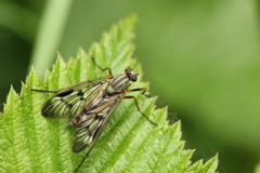 Rhagio