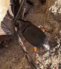 Harpalus pensylvanicus