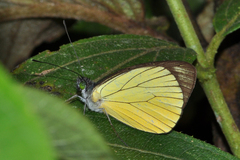 Leptophobia caesia