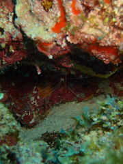 Stenopus