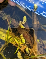 Pontederia cordata