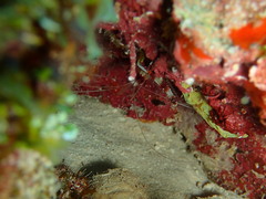 Stenopus