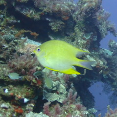 Amblyglyphidodon aureus