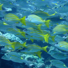 Lutjanus kasmira