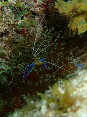 Ancylomenes pedersoni