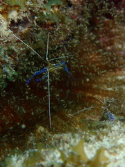 Ancylomenes pedersoni