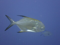 Trachinotus blochii