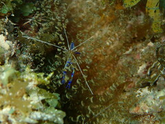 Ancylomenes pedersoni