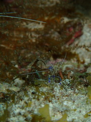 Ancylomenes pedersoni