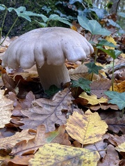 Clitocybe