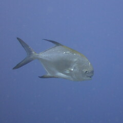 Trachinotus blochii