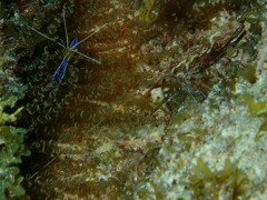 Ancylomenes pedersoni