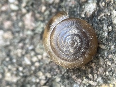 Triodopsis hopetonensis