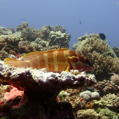 Epinephelus fasciatus