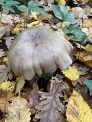 Clitocybe