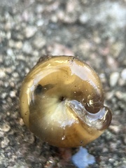 Triodopsis hopetonensis