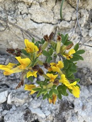 Chamaecytisus