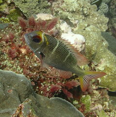 Monotaxis heterodon
