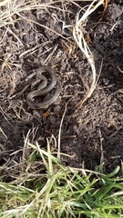 Thamnophis melanogaster