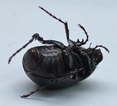 Phyllophaga cribrosa