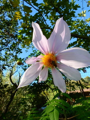 Dahlia imperialis