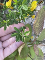 Chamaecytisus