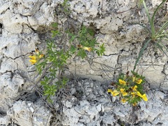 Chamaecytisus