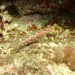 Synchiropus ocellatus