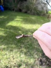 Belonocnema treatae