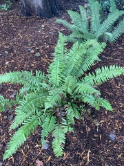 Polystichum munitum