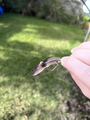 Belonocnema treatae