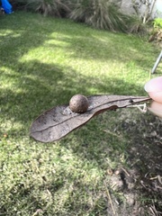 Belonocnema treatae