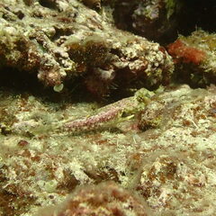 Synchiropus ocellatus