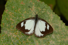 Leptophobia penthica