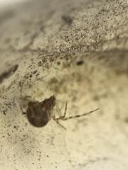Parasteatoda tepidariorum