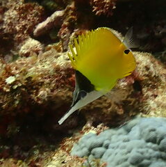 Forcipiger flavissimus