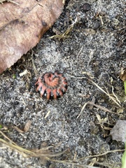 Apheloriini
