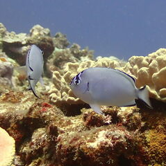 Watanabe's Angelfish photo 5