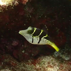Canthigaster valentini