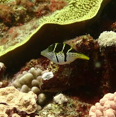 Canthigaster valentini