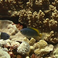 Pomacentrus lepidogenys